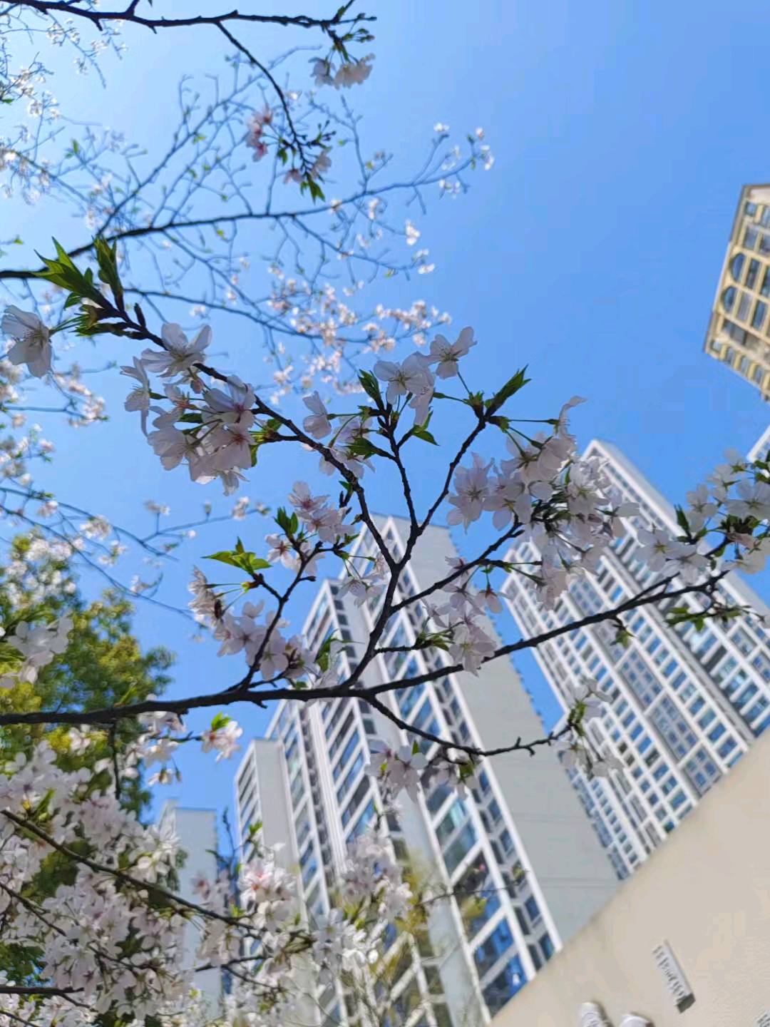 绵阳市婚礼伴娘刘颖